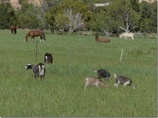 Animals in the Pasture